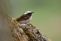 Belorit belohlavy - Oenanthe pleschanka - Pied Wheatear 7891